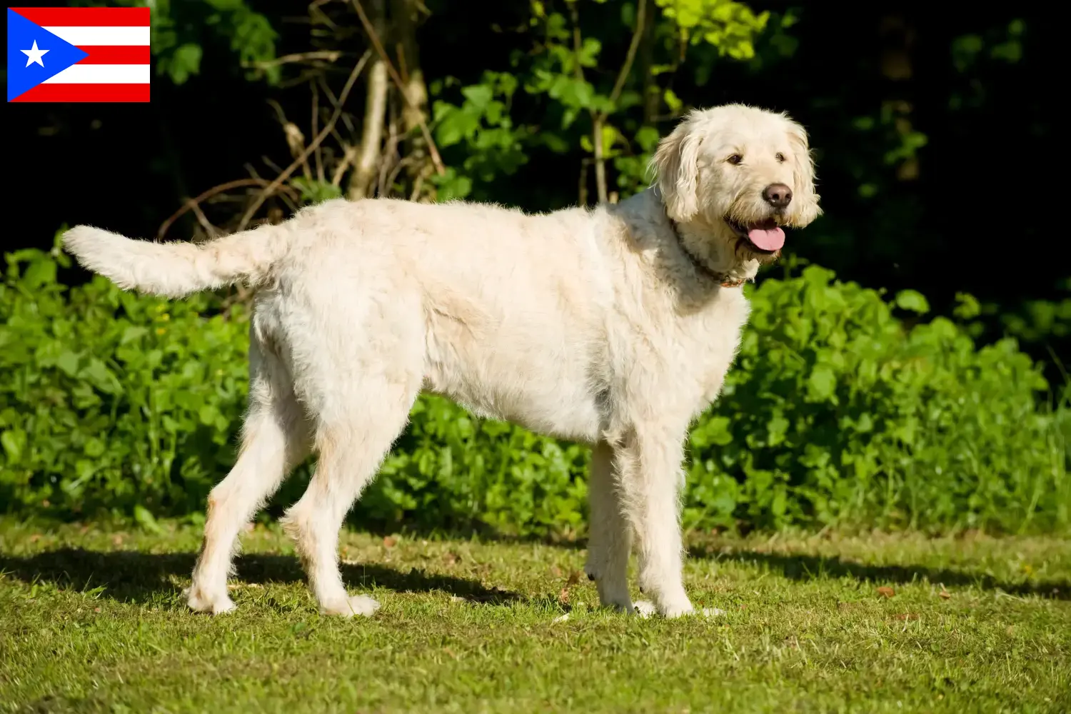 Labradoodle puppies and breeders Puerto Rico Find Labradoodles breeders in Puerto Rico.
