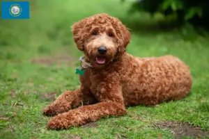 Read more about the article Labradoodle breeders and puppies in South Dakota