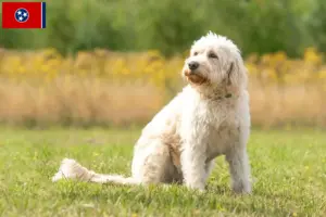 Read more about the article Labradoodle breeders and puppies in Tennessee