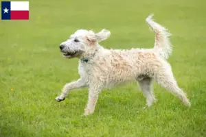 Read more about the article Labradoodle breeders and puppies in Texas