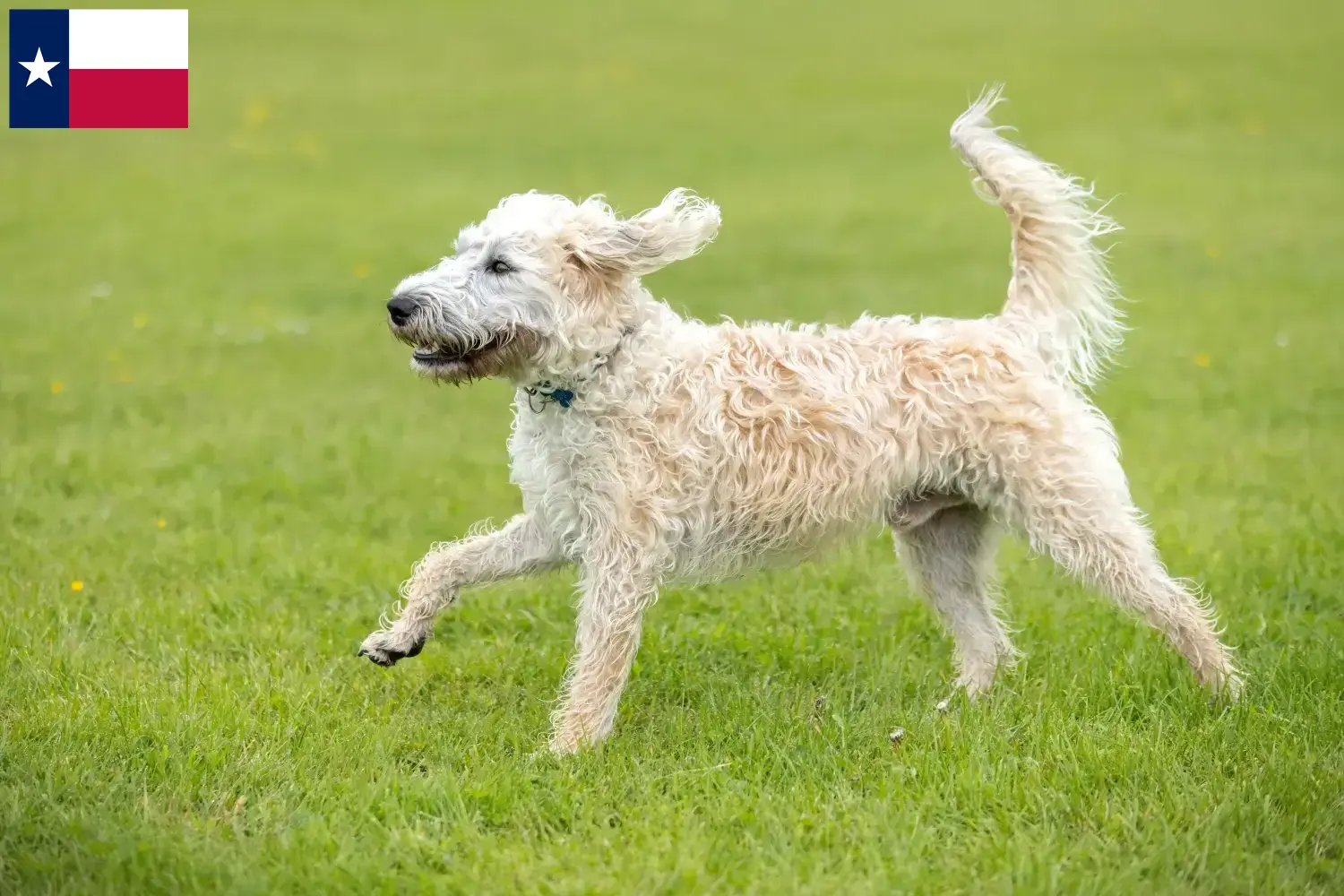 Labradoodle puppies and breeders Texas Here you can find Labradoodles breeders in Texas.