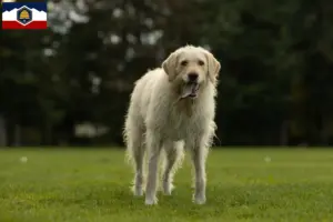 Read more about the article Labradoodle breeders and puppies in Utah
