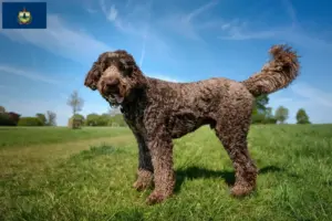 Read more about the article Labradoodle breeders and puppies in Vermont