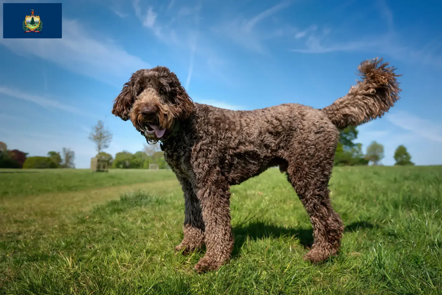 Labradoodle puppies and breeders Vermont Find Labradoodles breeders in Vermont.