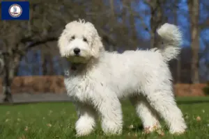 Read more about the article Labradoodle breeders and puppies in Virginia
