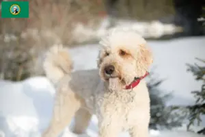 Read more about the article Labradoodle breeders and puppies in Washington