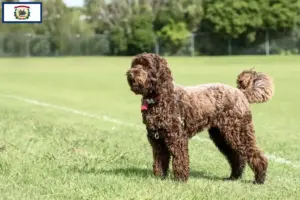 Read more about the article Labradoodle breeders and puppies in West Virginia