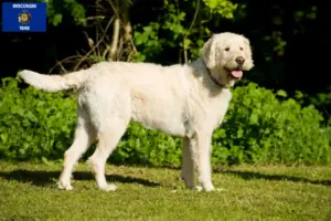 Read more about the article Labradoodle breeders and puppies in Wisconsin