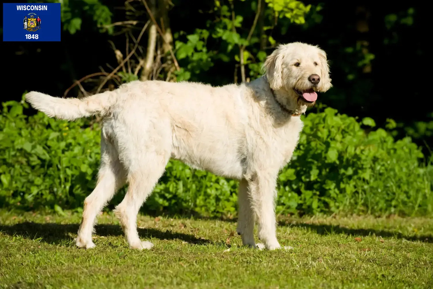 Labradoodle puppies and breeders Wisconsin Find Labradoodles breeders in Wisconsin.