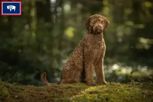 Read more about the article Labradoodle breeders and puppies in Wyoming