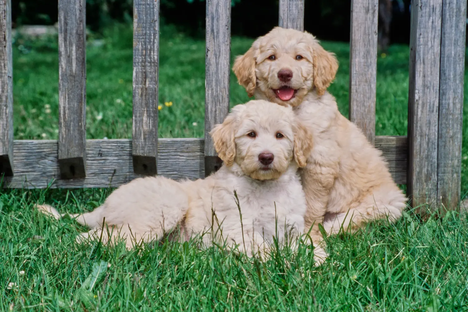 Buying a Labradoodle puppy means taking responsibility! Buy Labradoodle puppies.