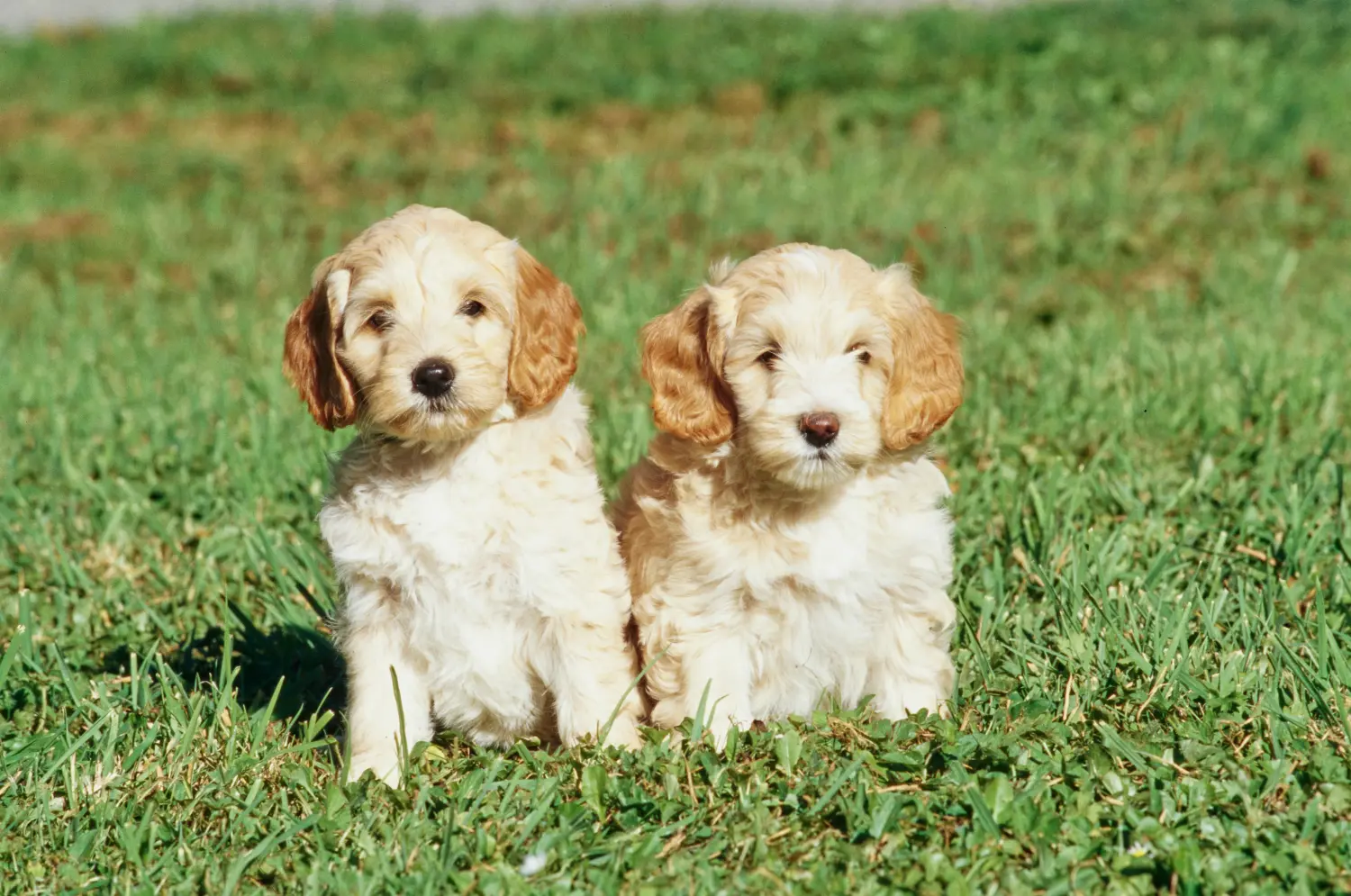 Buying a Labradoodle puppy means taking responsibility! Buy Labradoodle puppies.