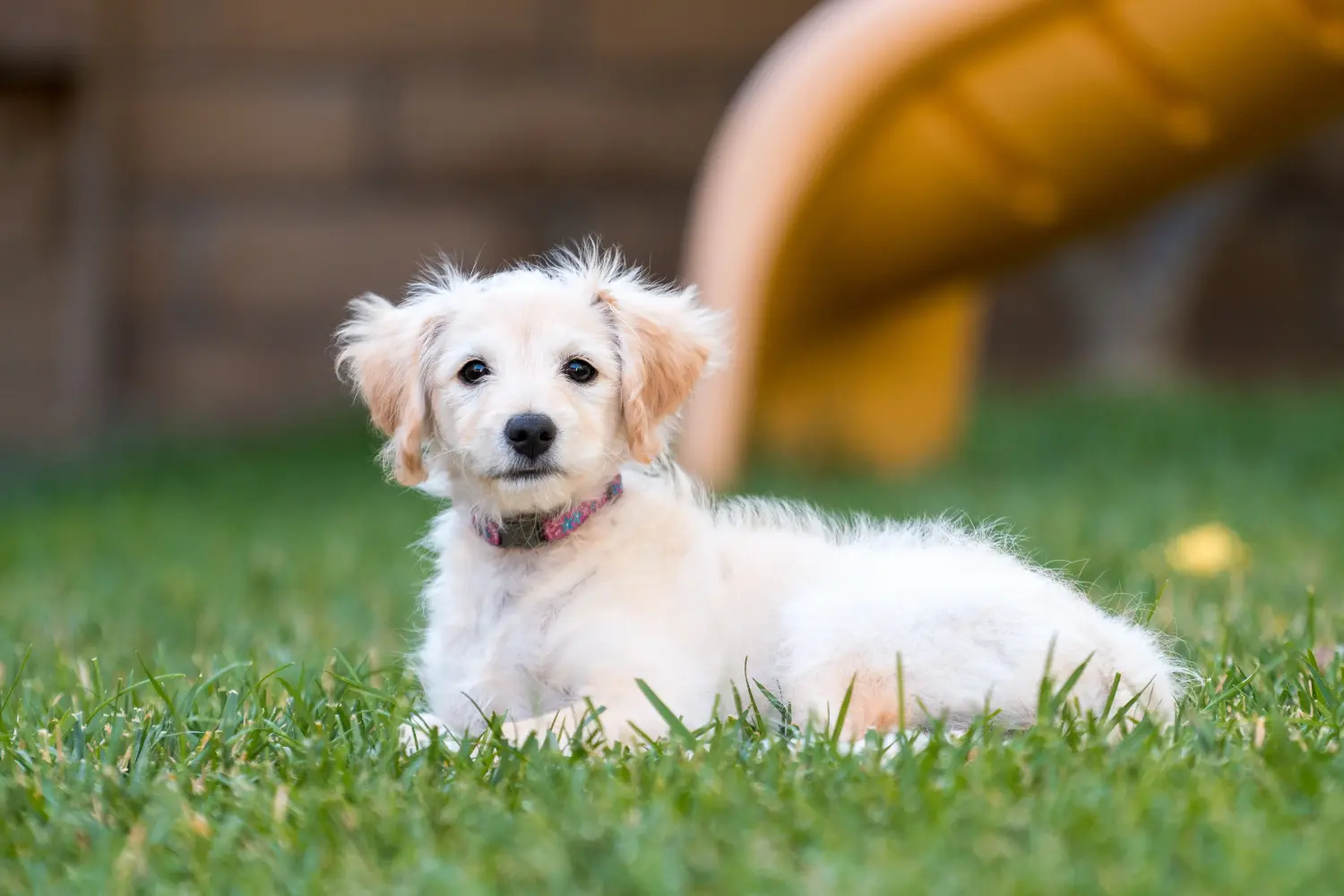 Buying a Labradoodle puppy means taking responsibility! Buy Labradoodle puppies.