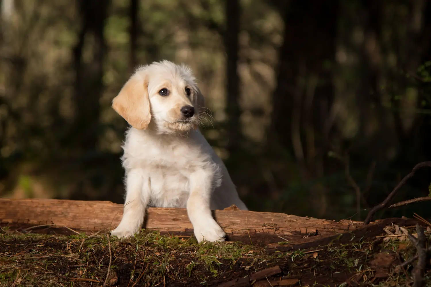 Buying a Labradoodle puppy means taking responsibility! Buy Labradoodle puppies.