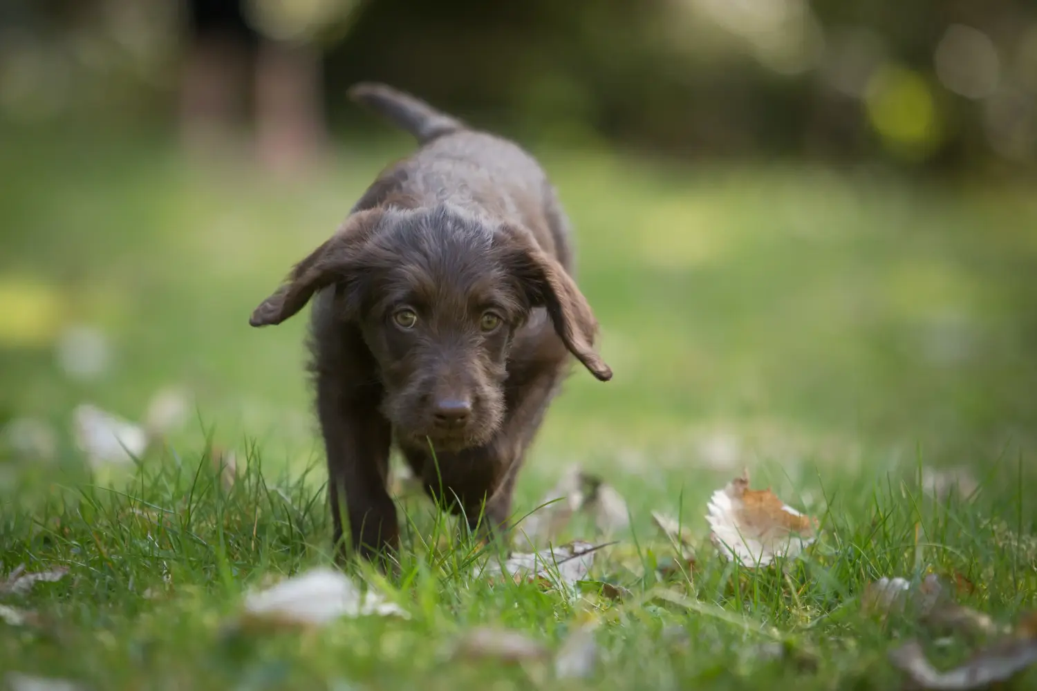 Buying a Labradoodle puppy means taking responsibility! Buy Labradoodle puppies.