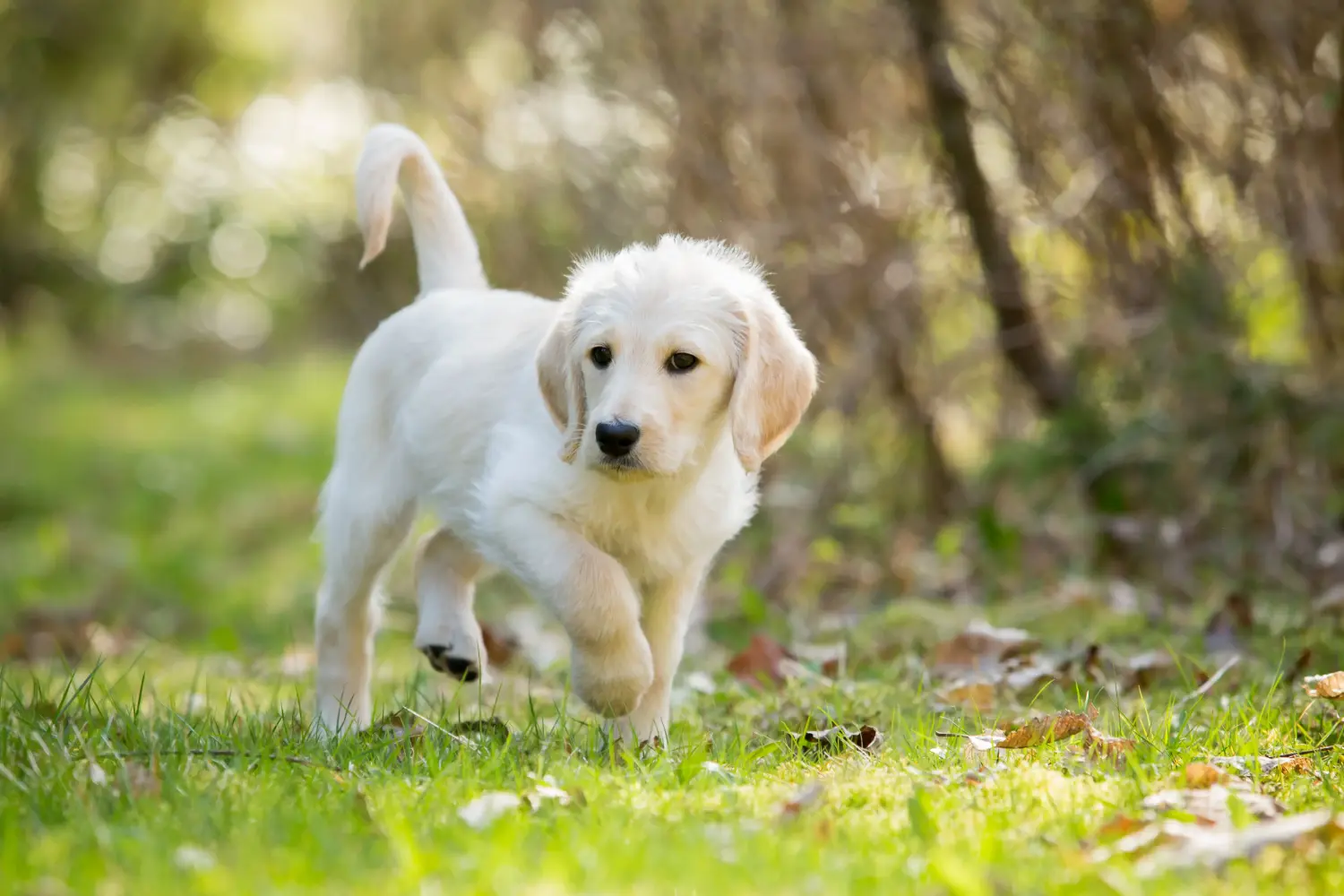 Buying a Labradoodle puppy means taking responsibility! Buy Labradoodle puppies.