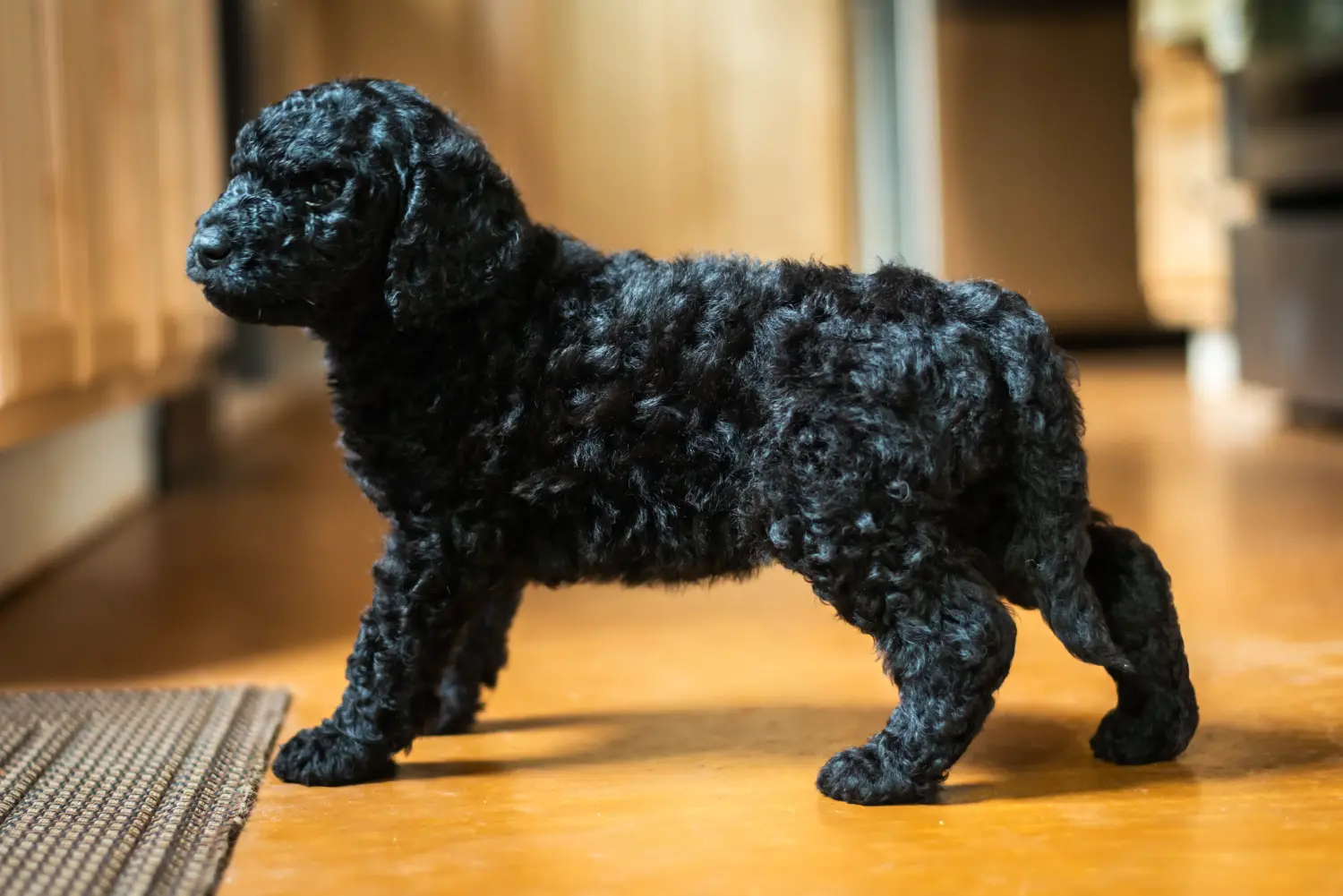 Buying a Labradoodle puppy means taking responsibility! Buy Labradoodle puppies.
