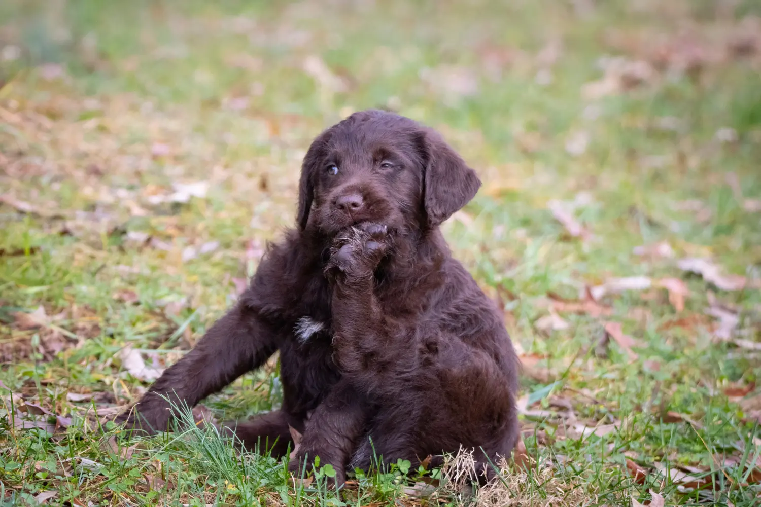Buying a Labradoodle puppy means taking responsibility! Buy Labradoodle puppies.