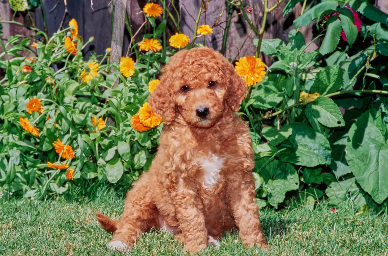 Buying a Labradoodle puppy means taking responsibility! Buy Labradoodle puppies.