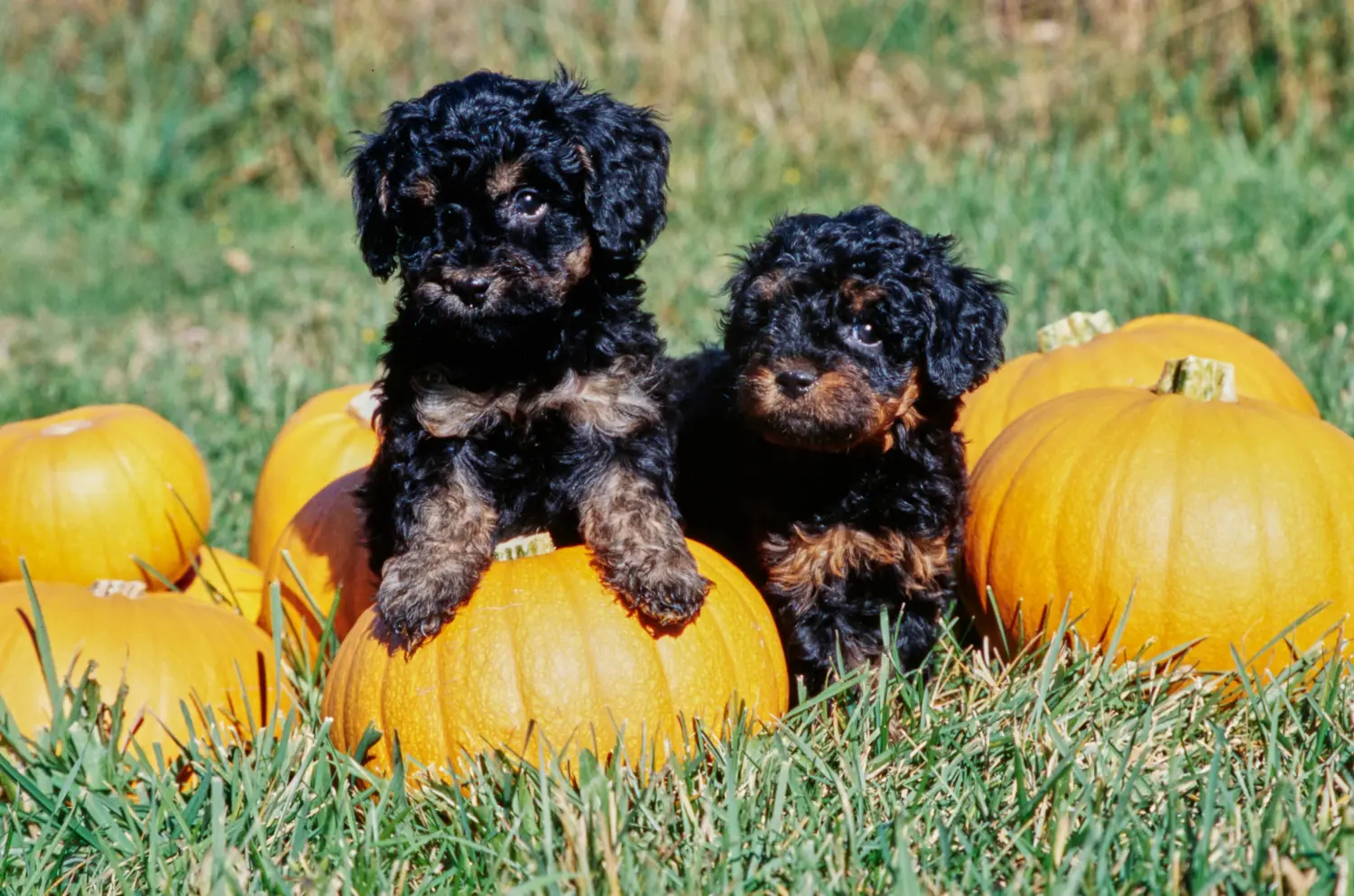 Buying a Labradoodle puppy means taking responsibility! Buy Labradoodle puppies.