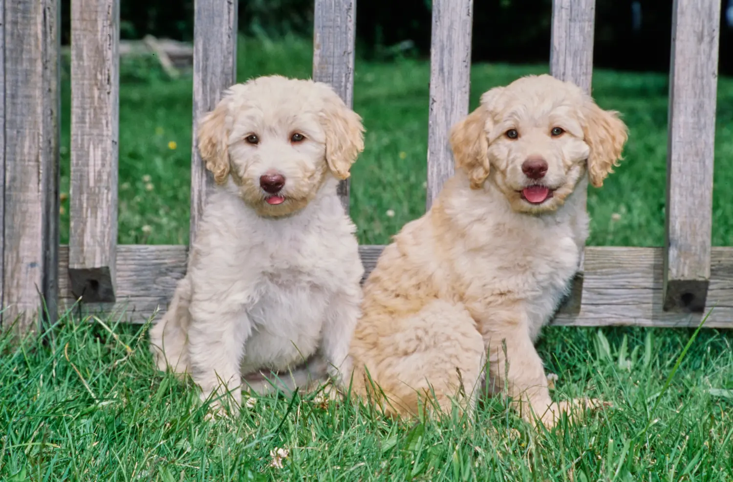 Buying a Labradoodle puppy means taking responsibility! Buy Labradoodle puppies.