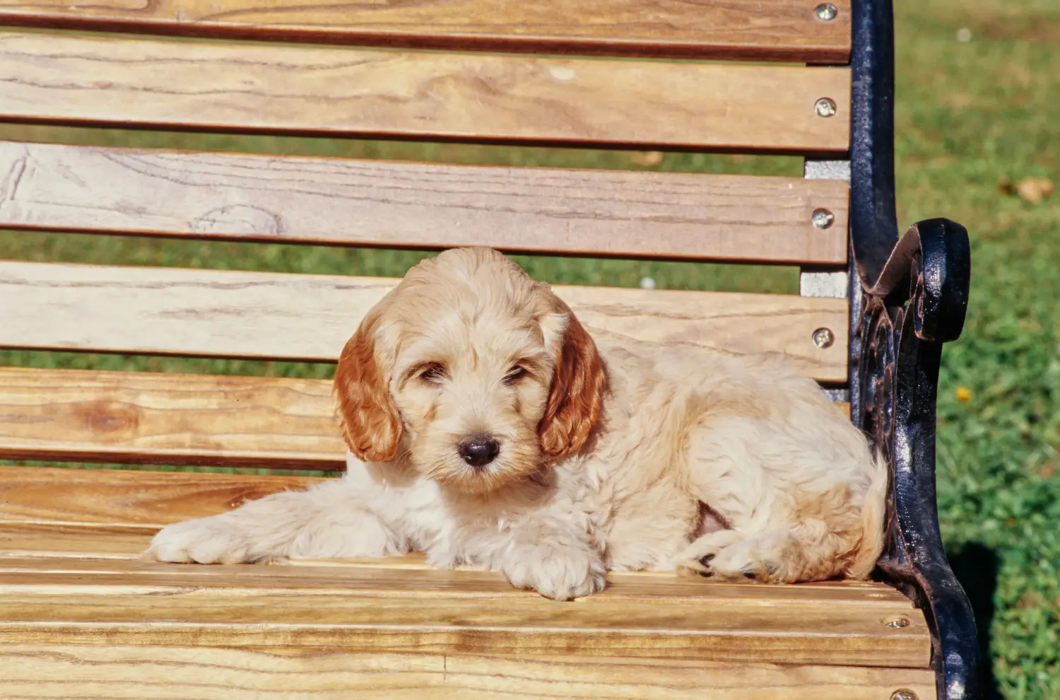 Buying a Labradoodle puppy means taking responsibility! Buy Labradoodle puppies.