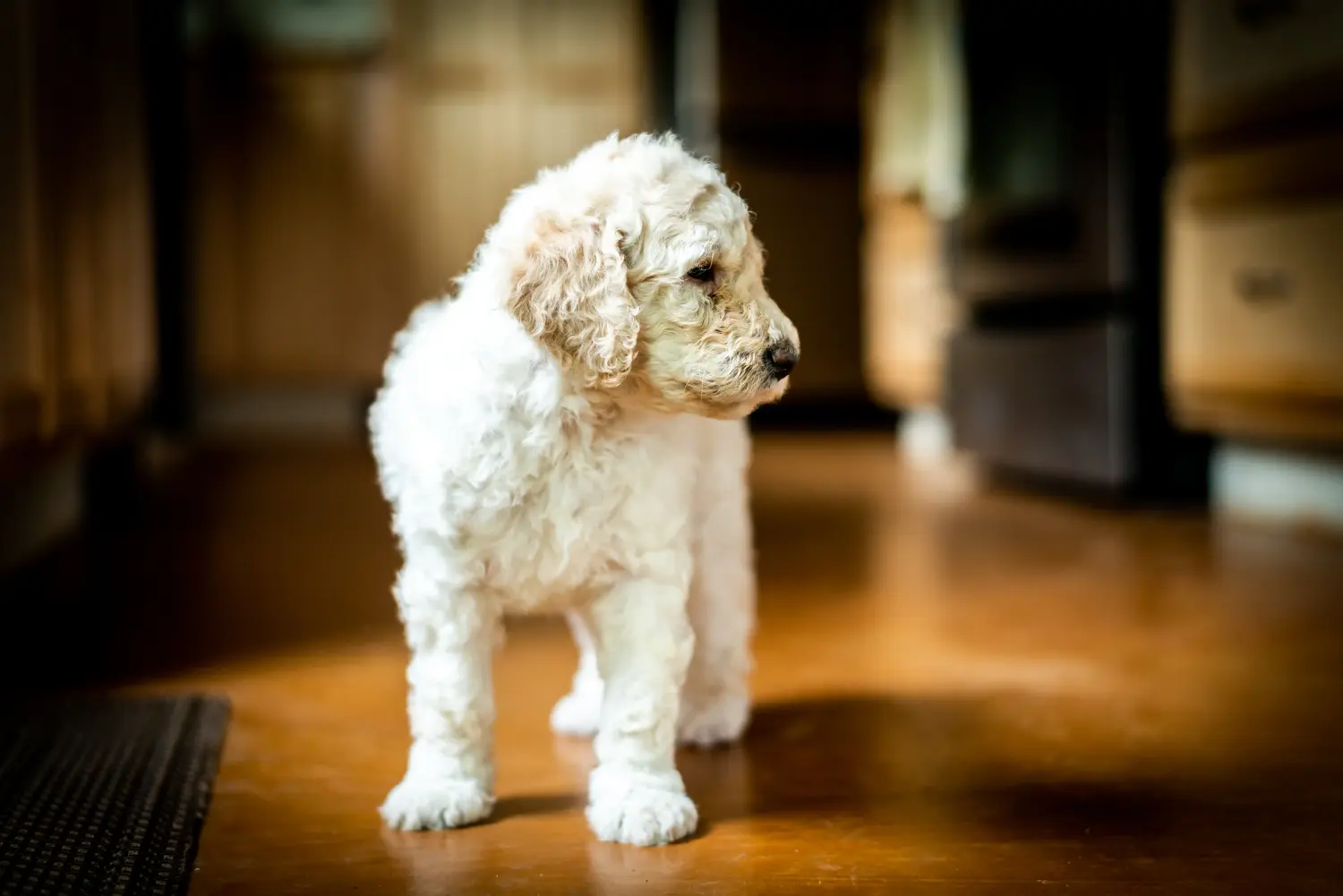 Buying a Labradoodle puppy means taking responsibility! Buy Labradoodle puppies.
