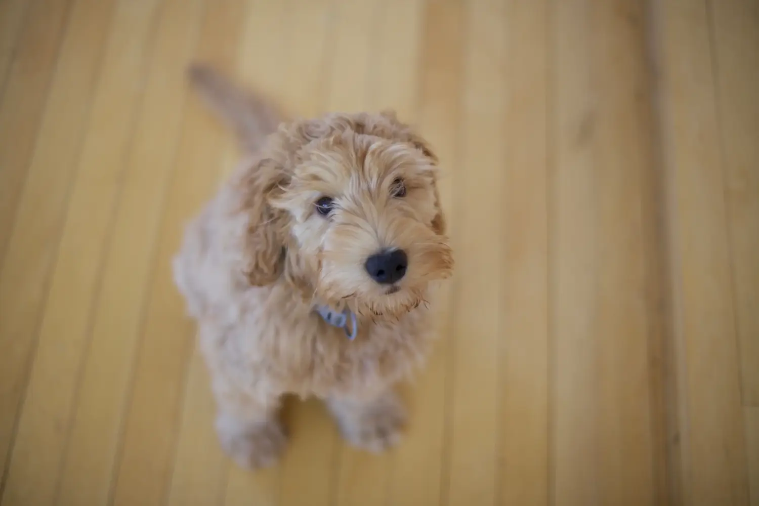 Buying a Labradoodle puppy means taking responsibility! Buy Labradoodle puppies.