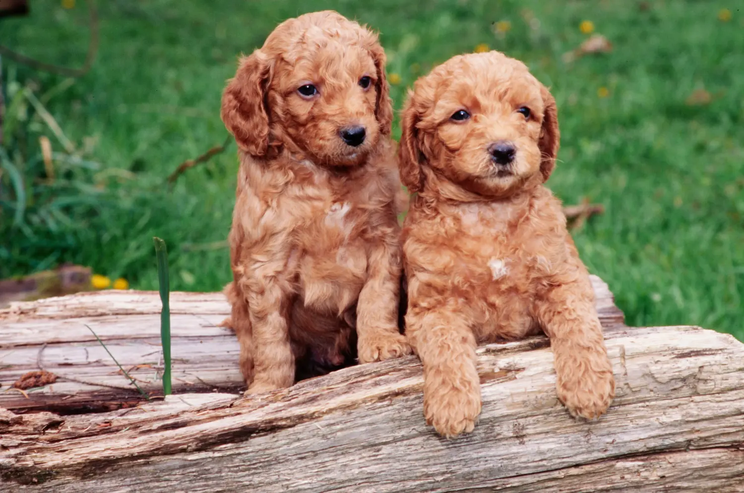 Buying a Labradoodle puppy means taking responsibility! Buy Labradoodle puppies.
