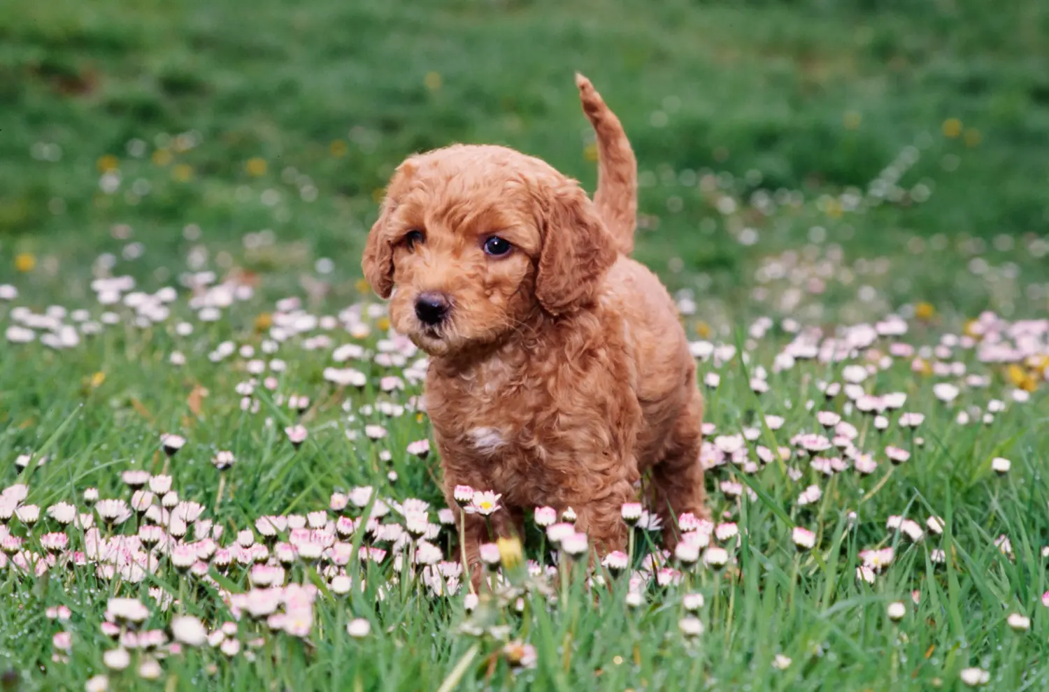 Buying a Labradoodle puppy means taking responsibility! Buy Labradoodle puppies.