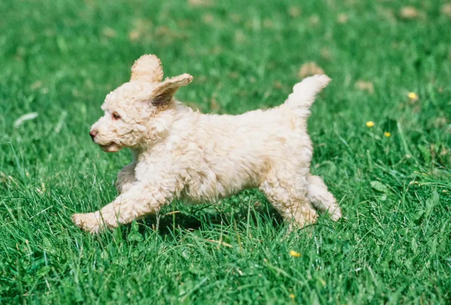 Buying a Labradoodle puppy means taking responsibility! Buy Labradoodle puppies.