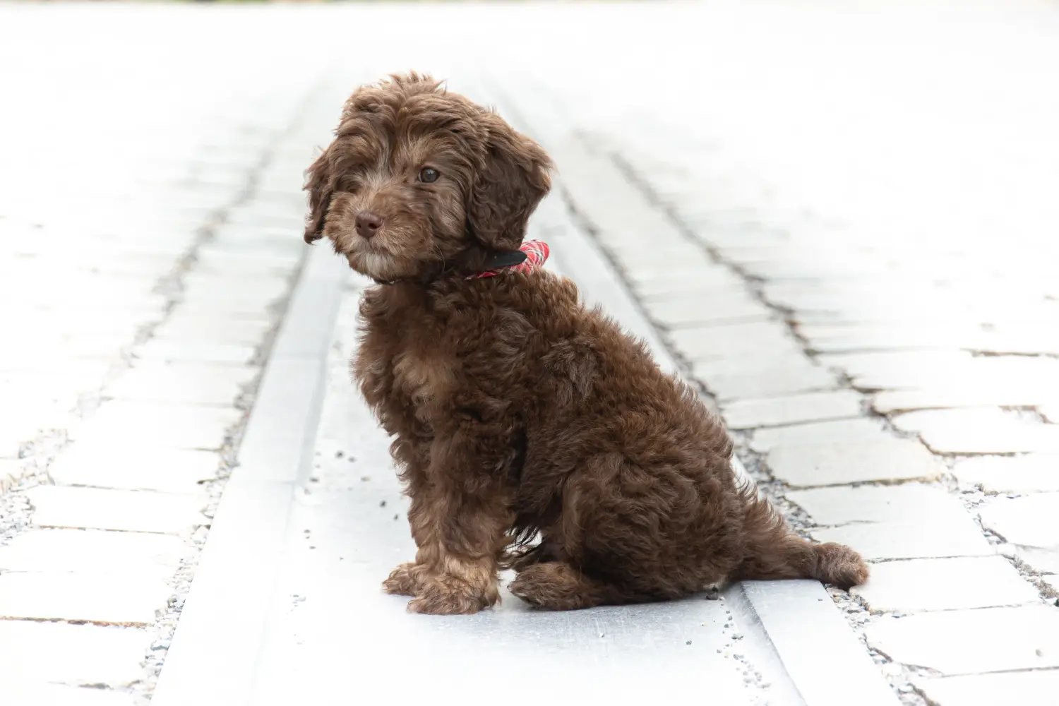 Buying a Labradoodle puppy means taking responsibility! Buy Labradoodle puppies.