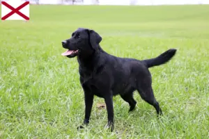 Read more about the article Labrador breeders and puppies in Alabama