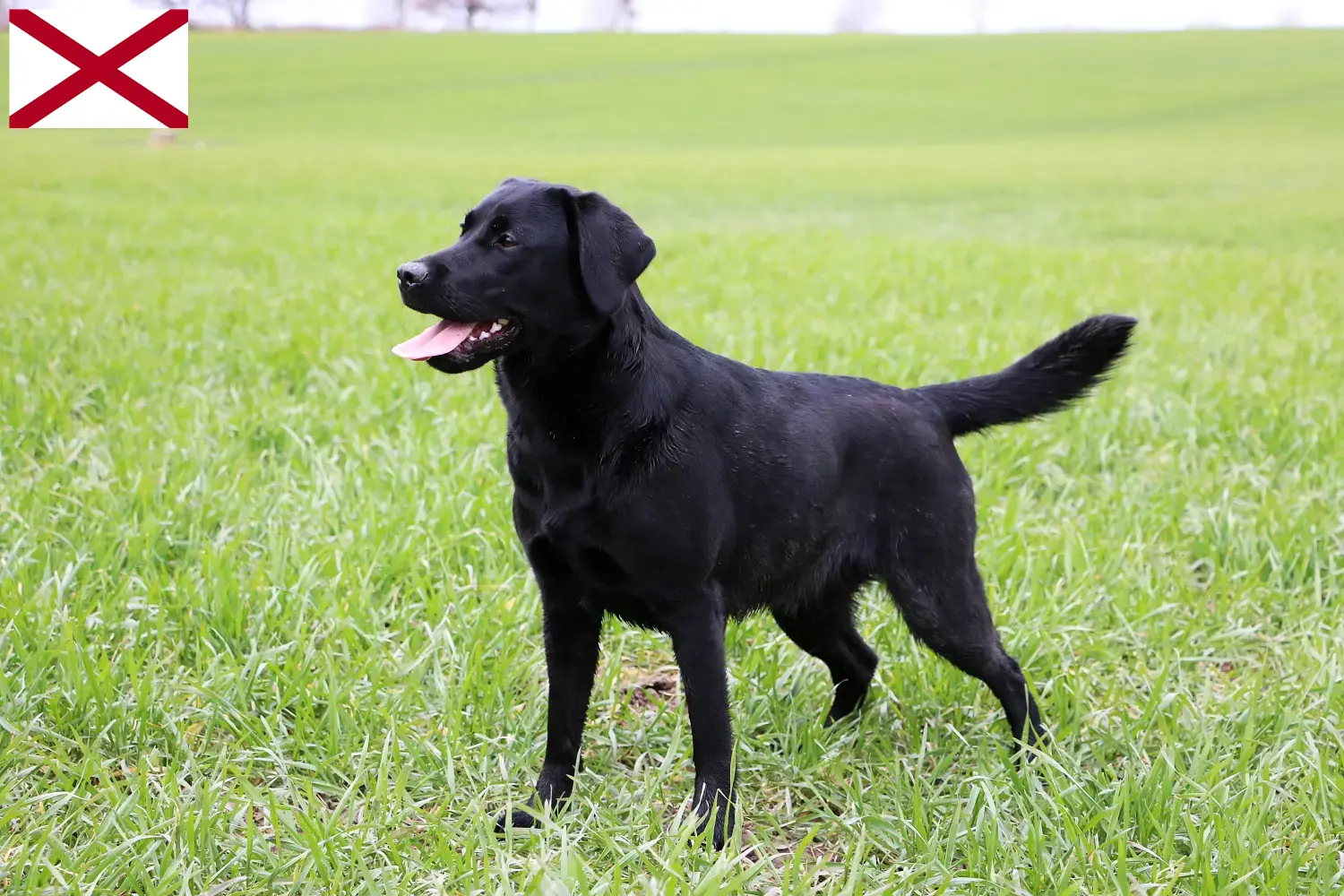 Labrador puppies and breeder Alabama Find Labrador breeders in Alabama here.