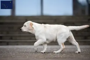 Read more about the article Labrador breeders and puppies in Alaska