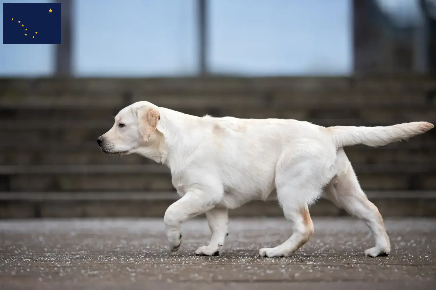 Labrador puppies and breeder Alaska Find Labrador breeders in Alaska.