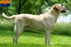 Read more about the article Labrador breeders and puppies in Arizona