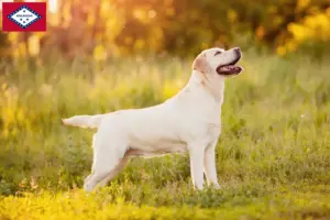 Read more about the article Labrador breeders and puppies in Arkansas
