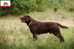 Read more about the article Labrador breeders and puppies in California