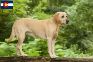 Read more about the article Labrador breeders and puppies in Colorado
