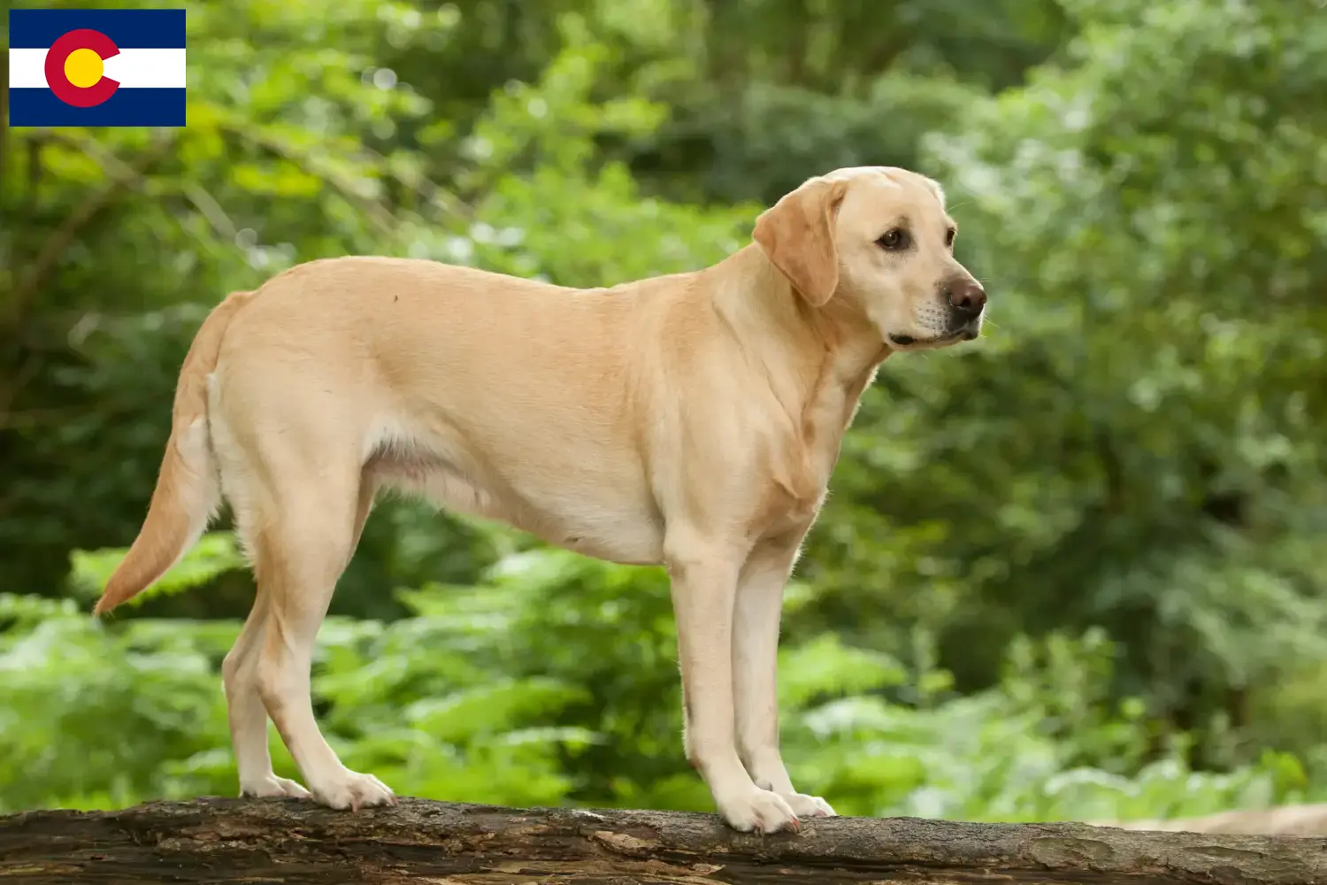 Labrador puppies and breeders Colorado Find Labrador breeders in Colorado here.