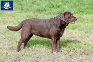 Read more about the article Labrador breeders and puppies in Connecticut