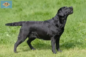 Read more about the article Labrador breeders and puppies in Delaware
