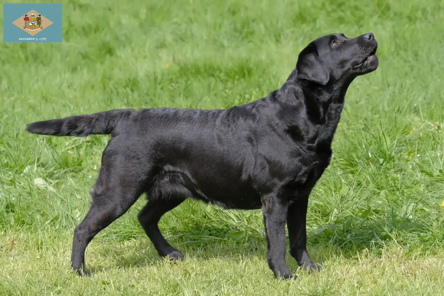 Labrador puppies and breeder Delaware Find Labrador breeders in Delaware here.