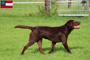 Read more about the article Labrador breeders and puppies in Georgia