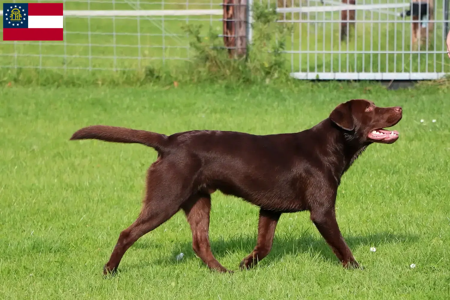 Labrador puppies and breeders Georgia Find Labrador breeders in Georgia here.