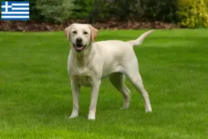 Read more about the article Labrador breeders and puppies in Greece
