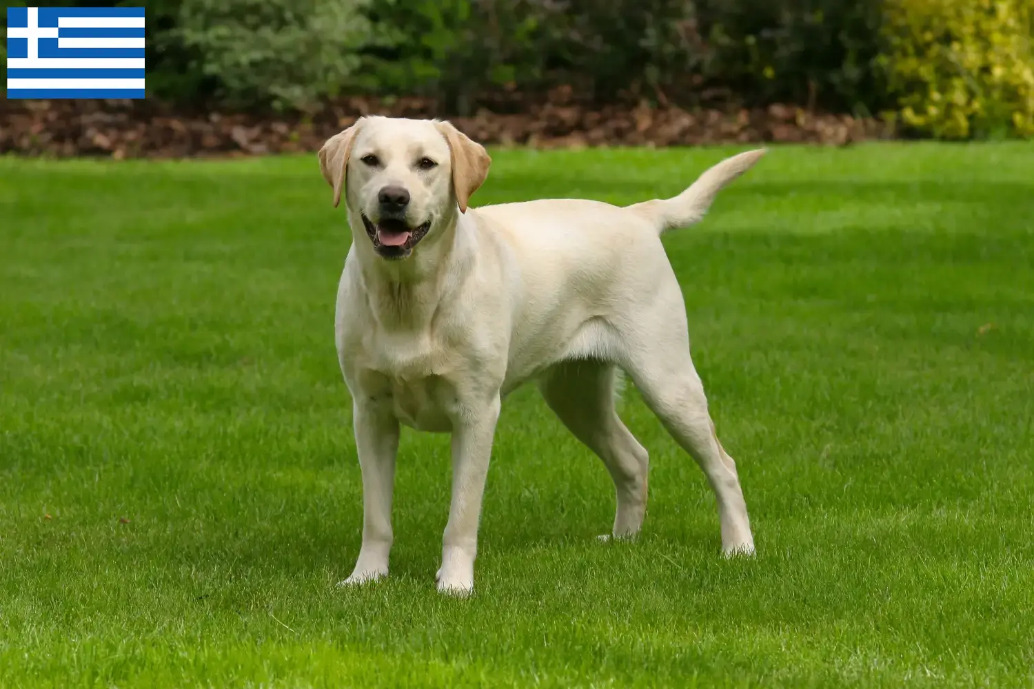 Labrador puppies and breeders Greece Here you can find Labrador breeders in Greece.