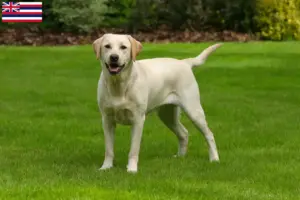 Read more about the article Labrador breeders and puppies in Hawaii