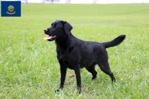 Read more about the article Labrador breeders and puppies in Idaho